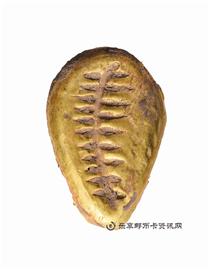 钱币金壳贝
